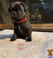 pug puppy posted by Jessica reynolds